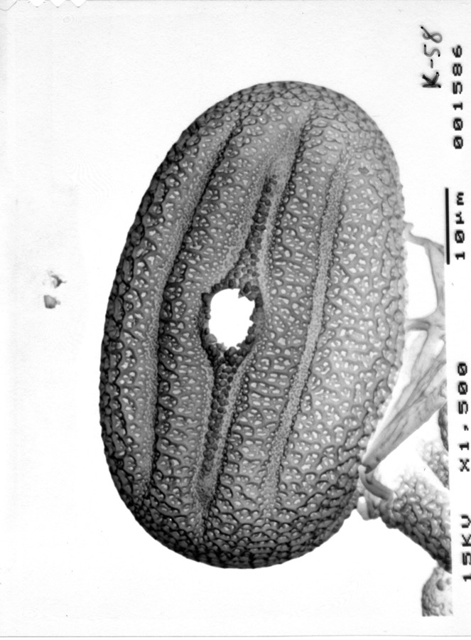 Image - Anisacanthus quadrifidus var. wrightii