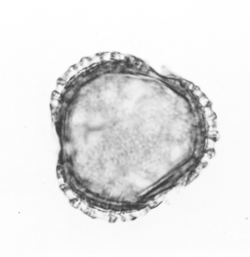 Image - Viburnum dentatum