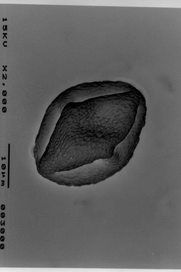 Image - Rhus copallina