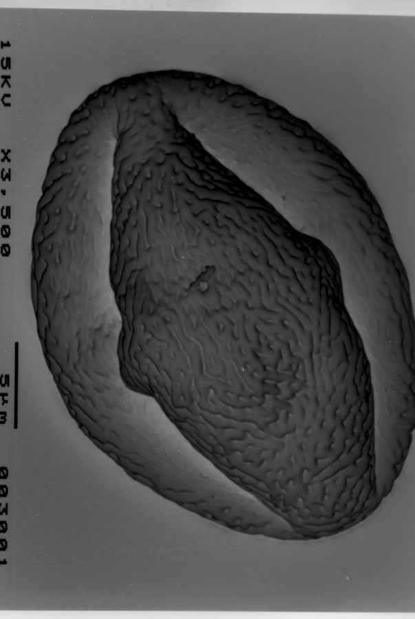 Image - Rhus copallina