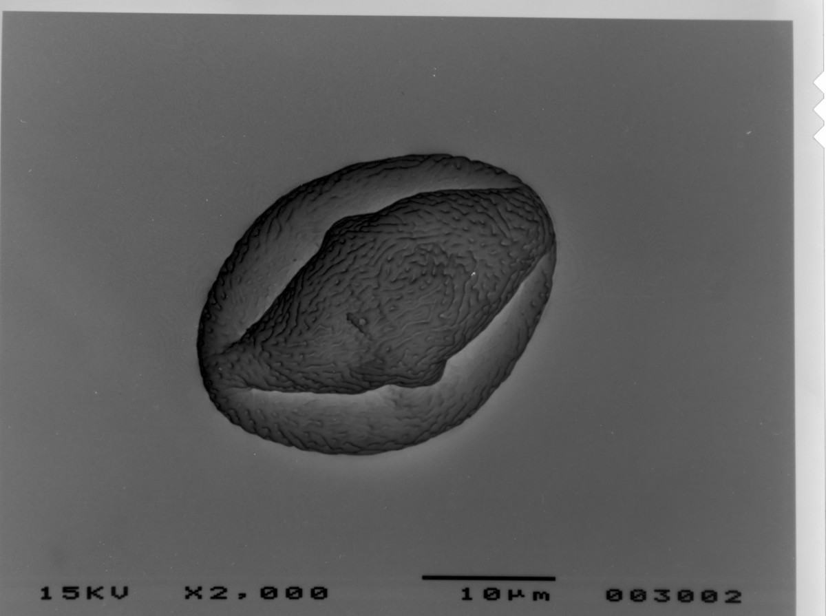 Image - Rhus copallina