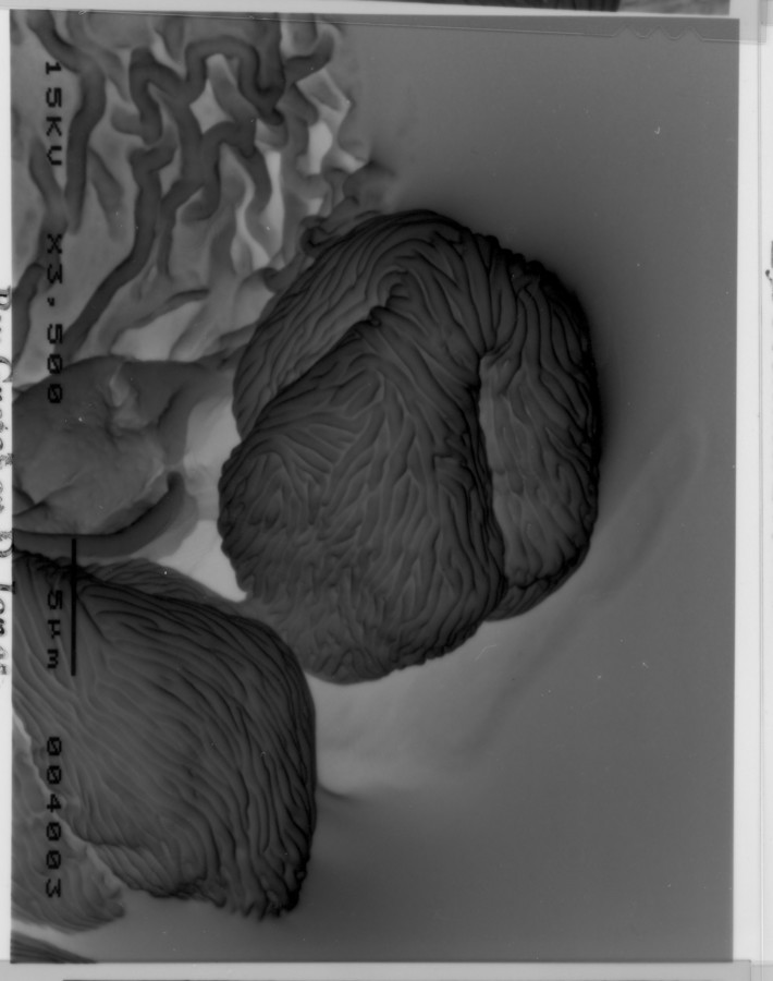 Image - Schinus terebinthifolius