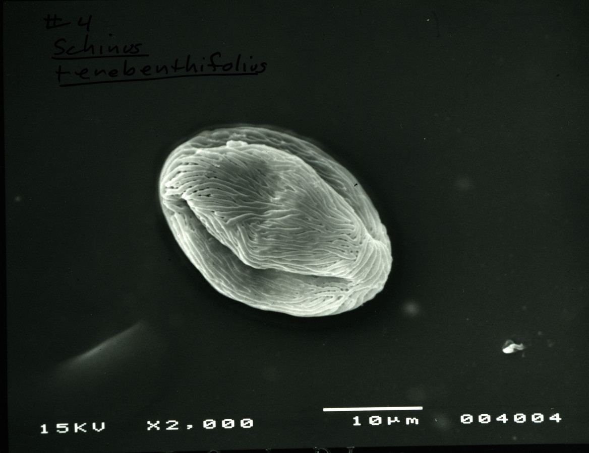 Image - Schinus terebinthifolius