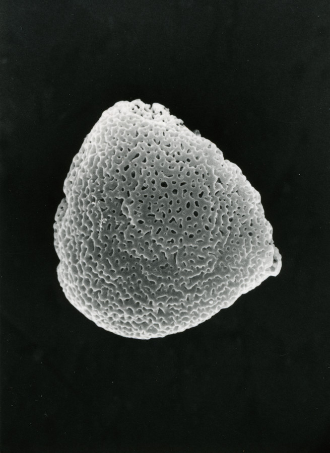 Image - Asimina obovata