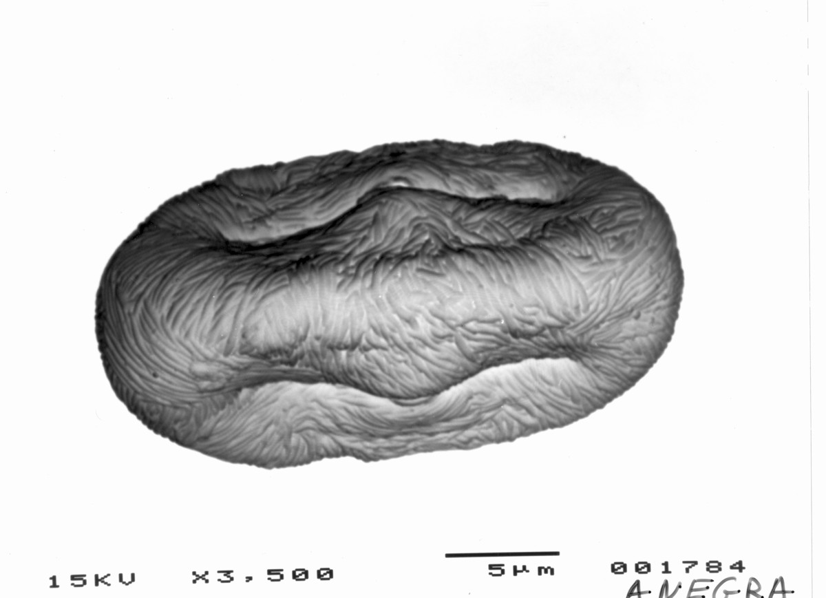 Image - Anethum graveolens