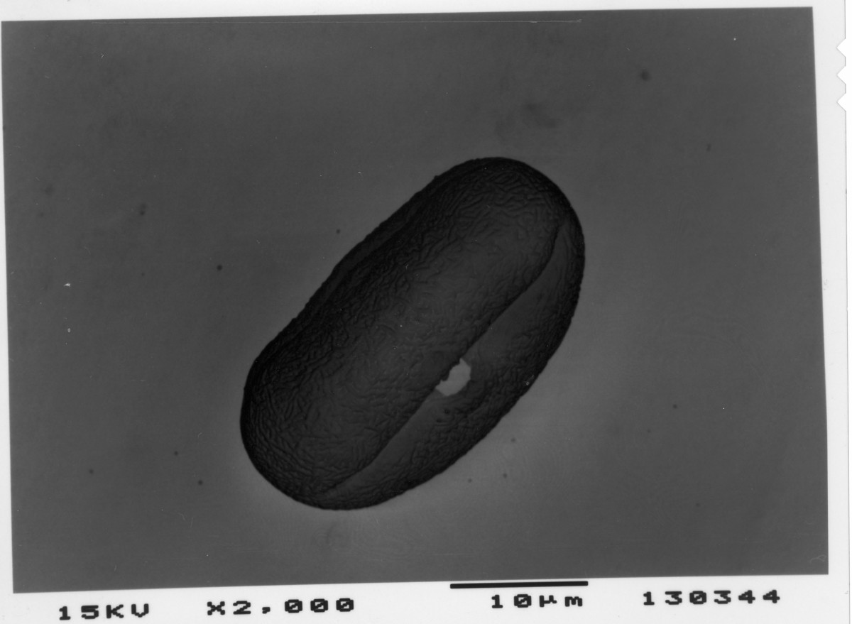 Image - Limnosciadium pinnatum