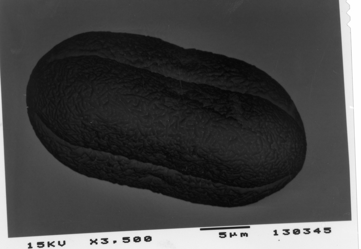 Image - Limnosciadium pinnatum