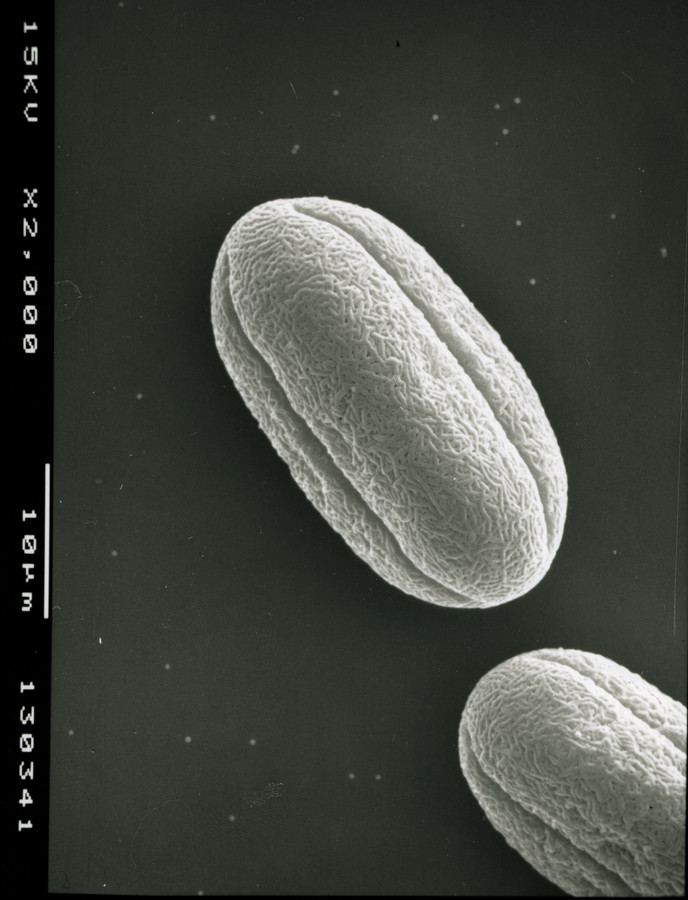 Image - Limnosciadium pinnatum