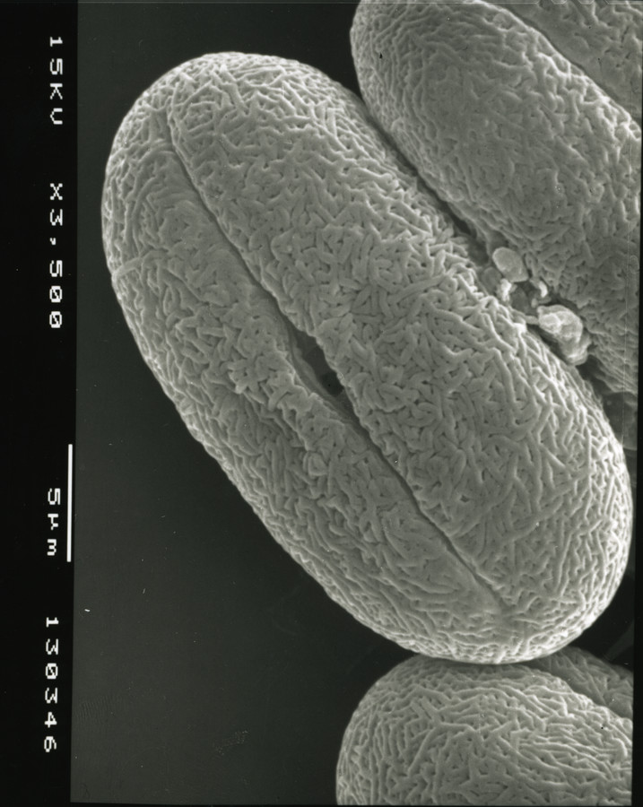 Image - Limnosciadium pinnatum