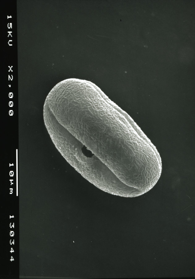 Image - Limnosciadium pinnatum