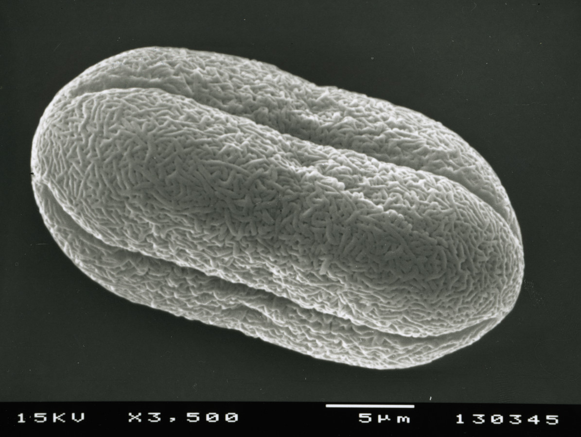 Image - Limnosciadium pinnatum