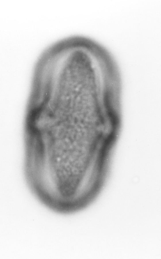 Image - Polytaenia nuttallii