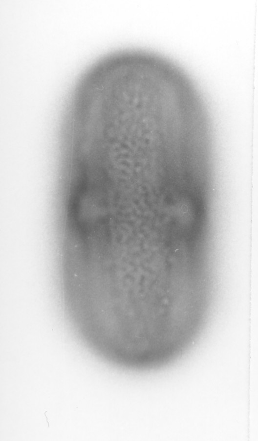 Image - Polytaenia nuttallii