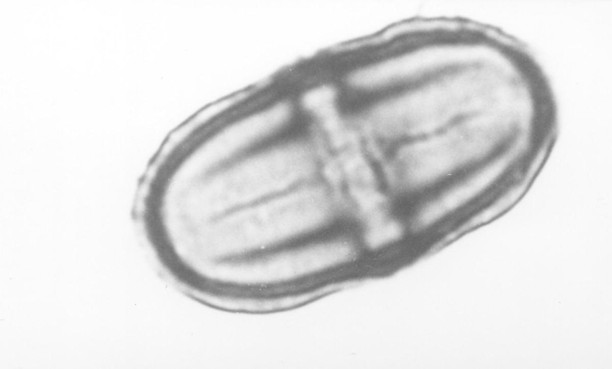 Image - Polytaenia nuttallii