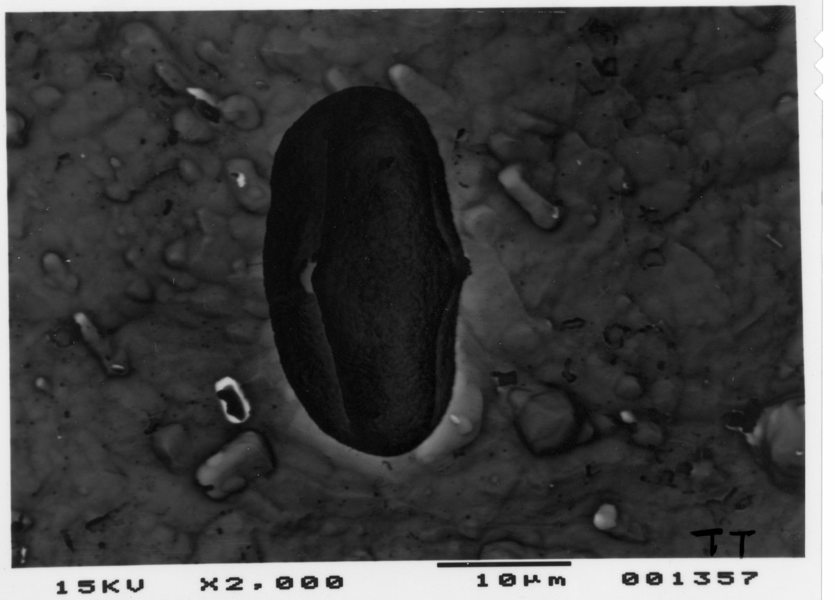 Image - Tauschia texana