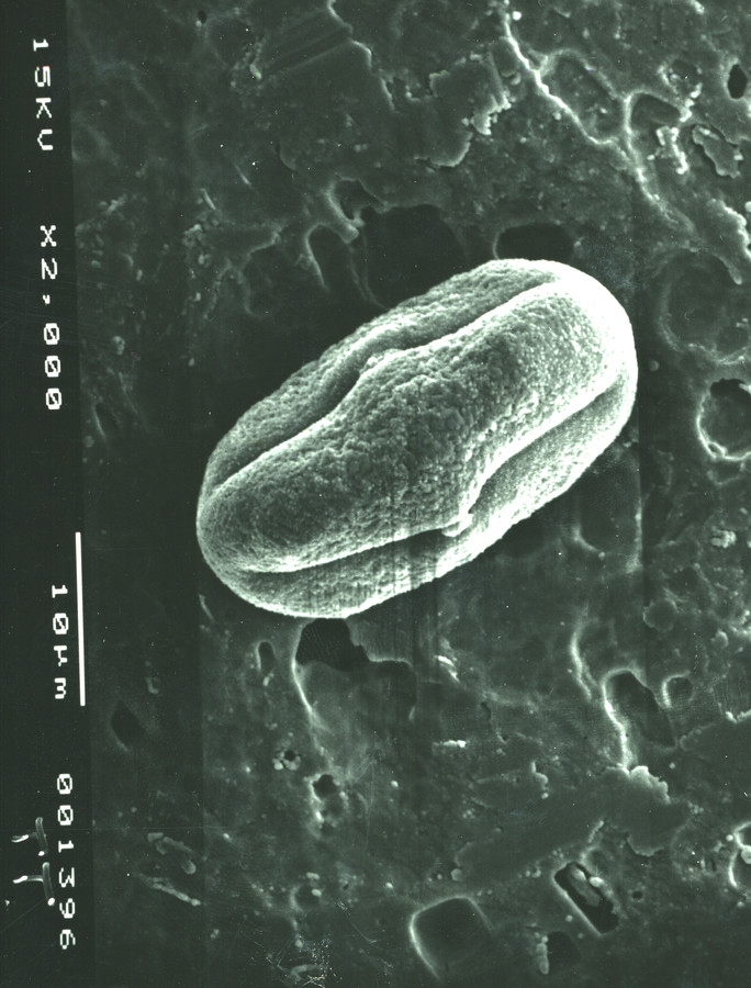 Image - Tauschia texana