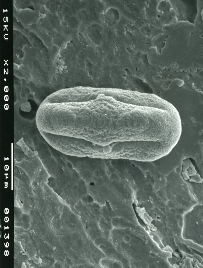 Image - Tauschia texana