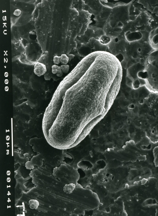 Image - Tauschia texana