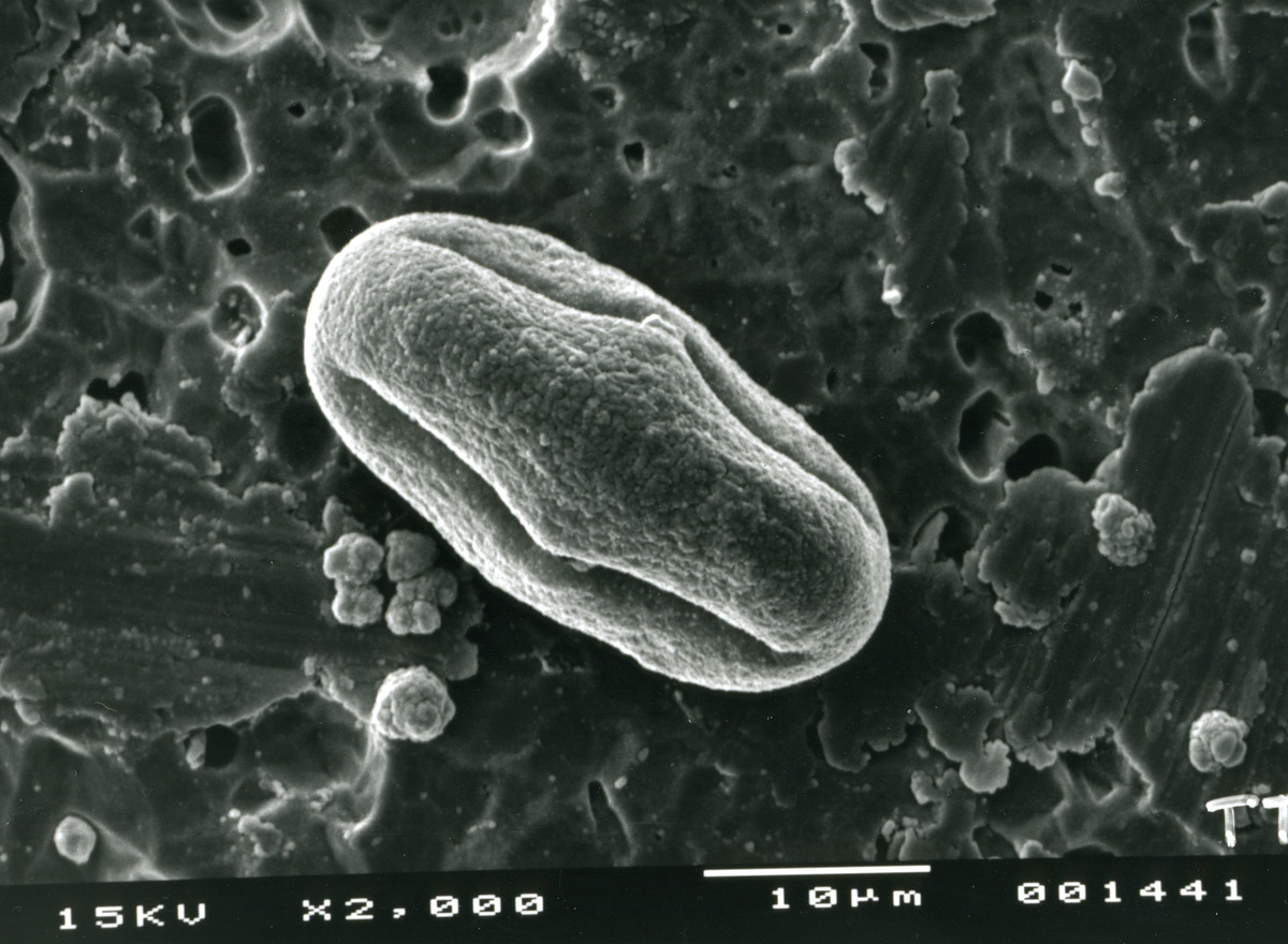 Image - Tauschia texana