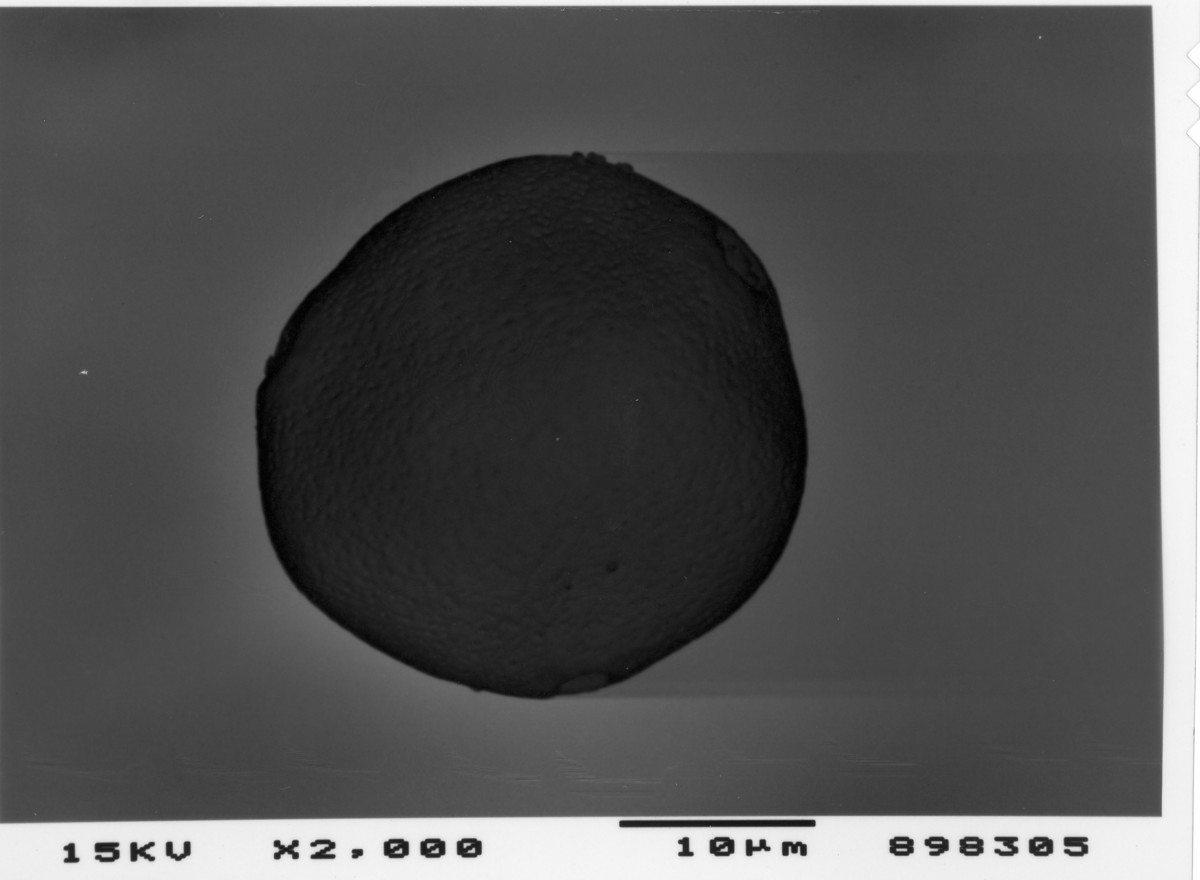 Image - Trachelospermum difforme