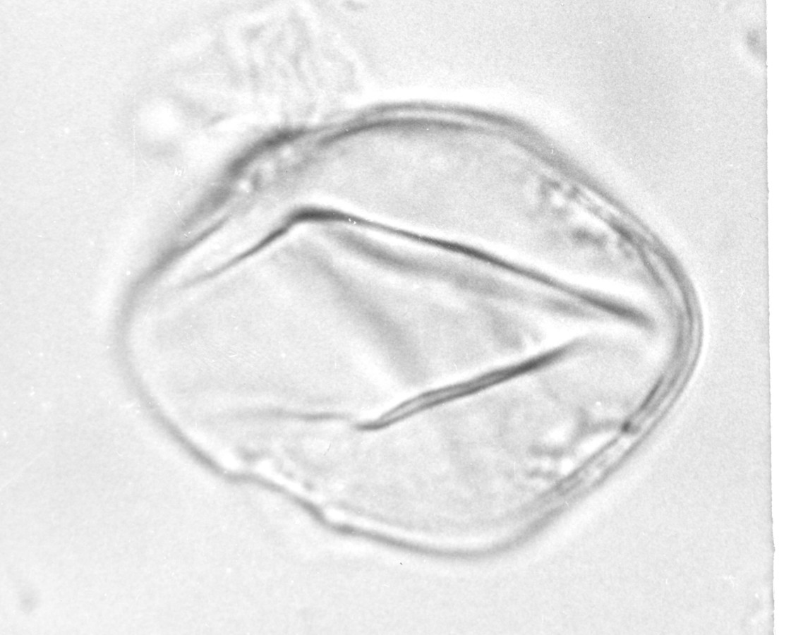 Image - Trachelospermum difforme