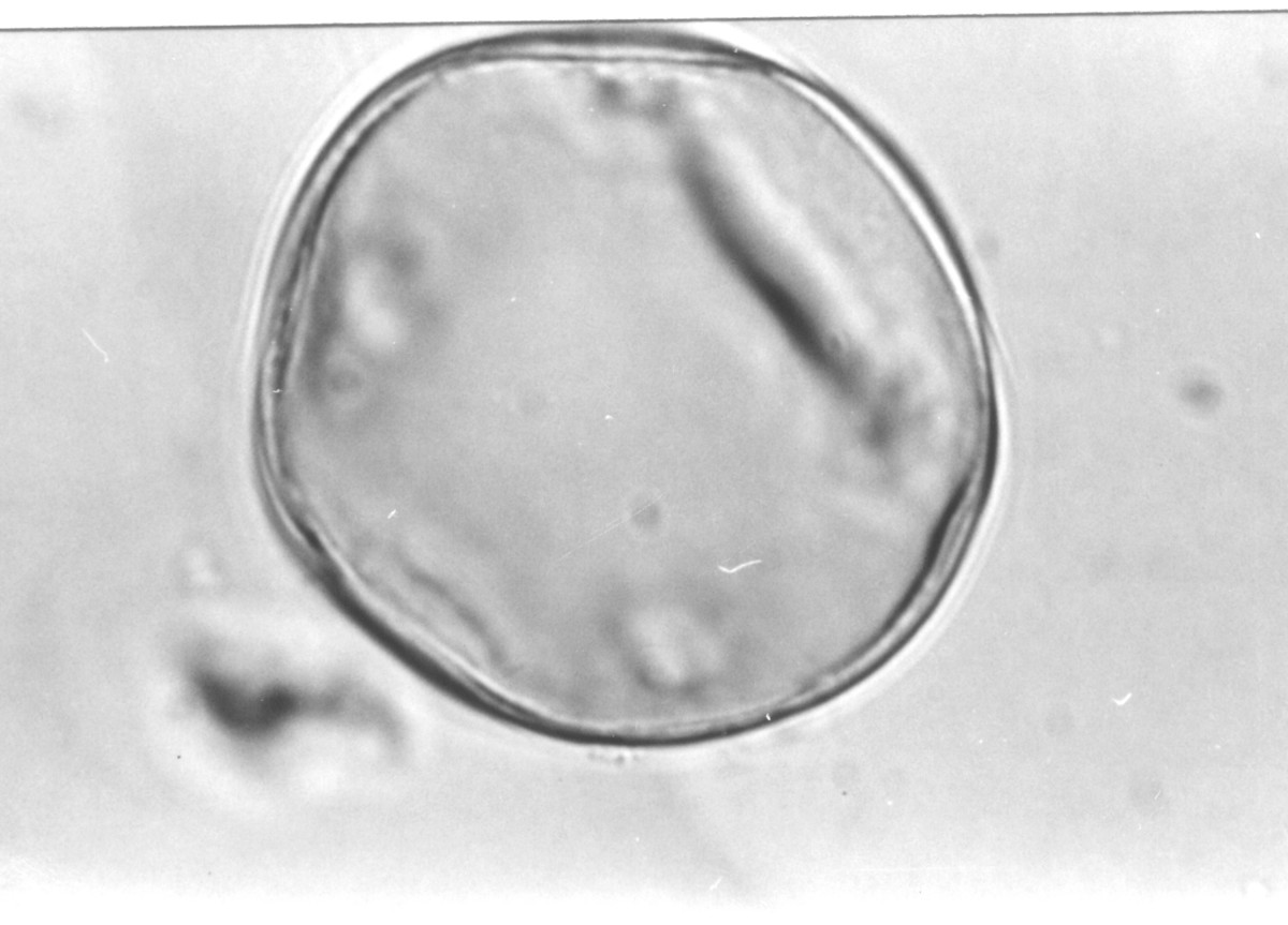 Image - Trachelospermum difforme