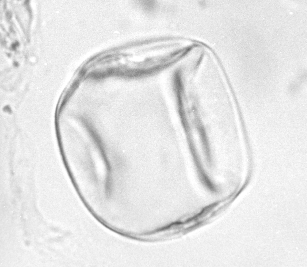 Image - Trachelospermum difforme