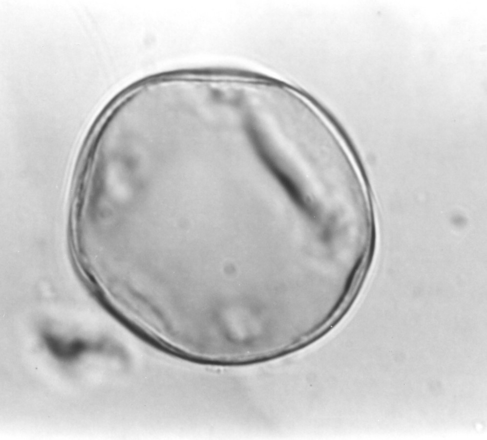 Image - Trachelospermum difforme