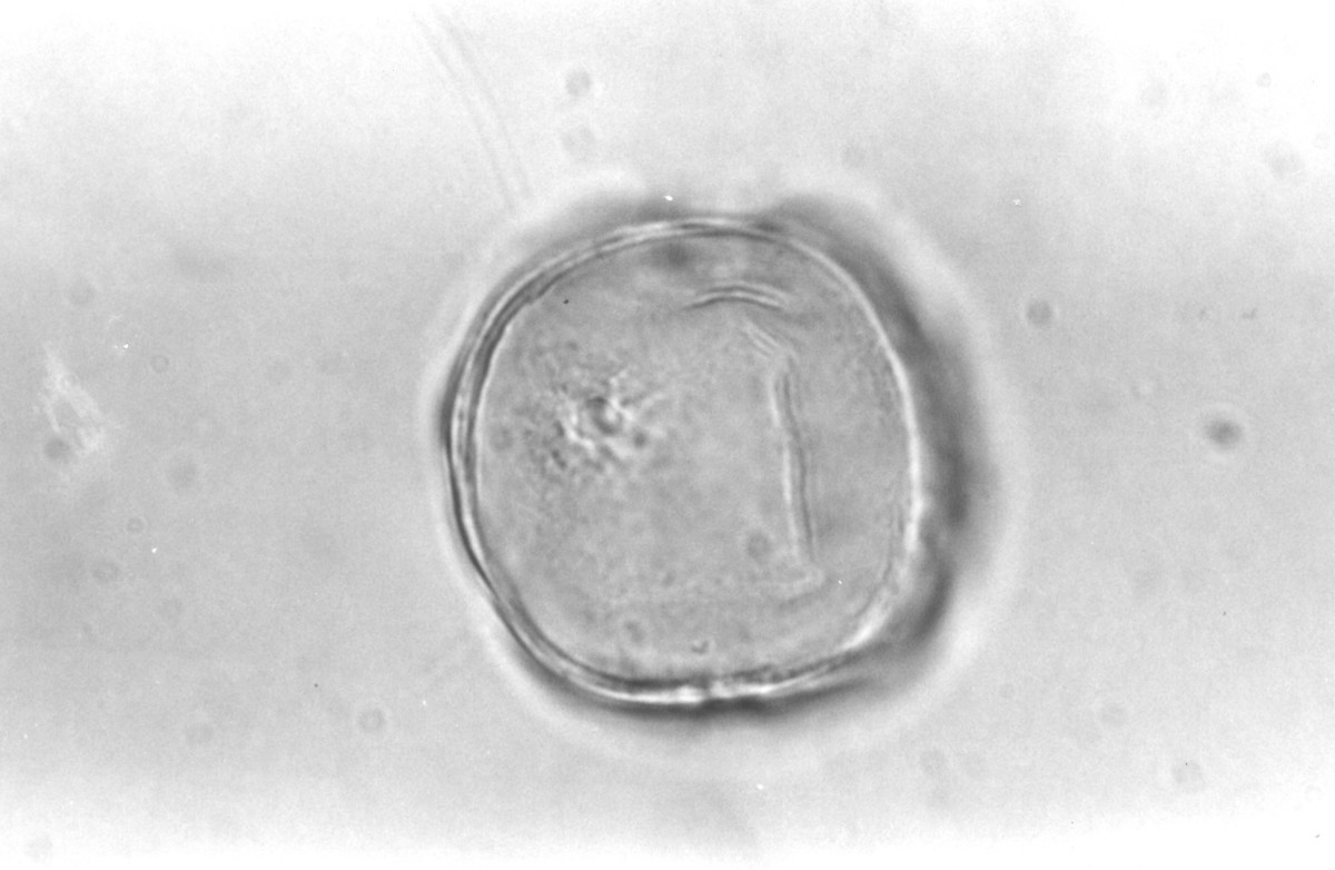 Image - Trachelospermum difforme