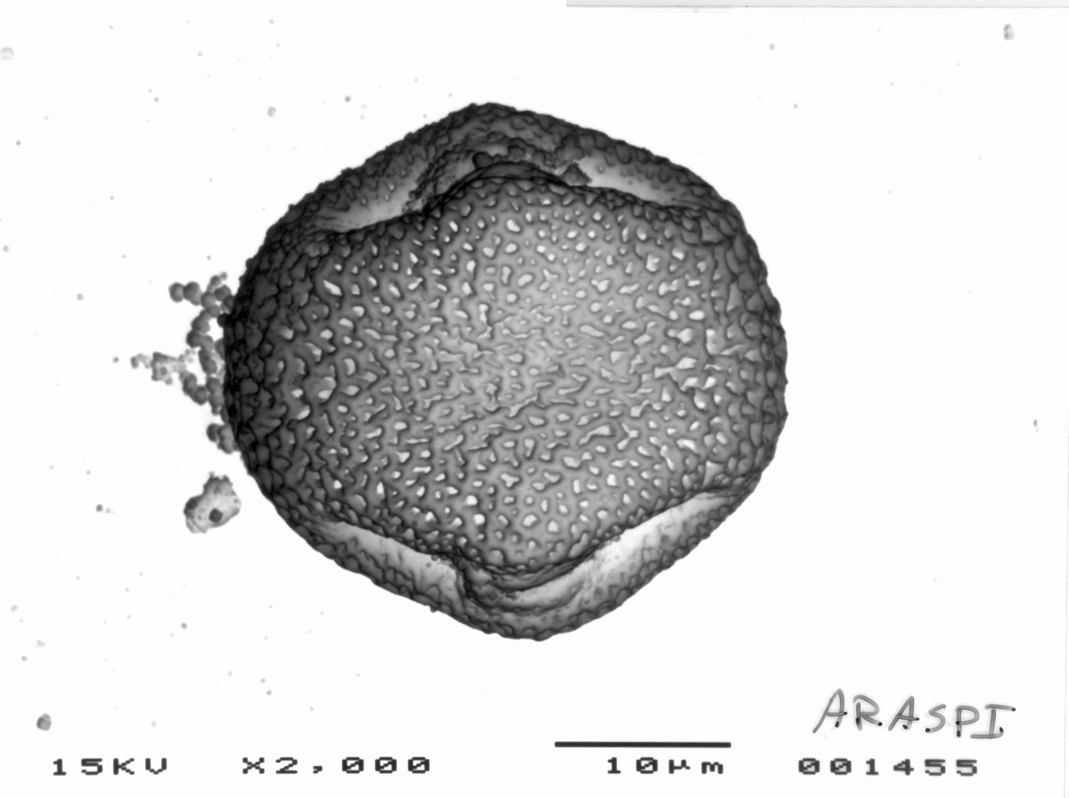 Image - Aralia spinosa