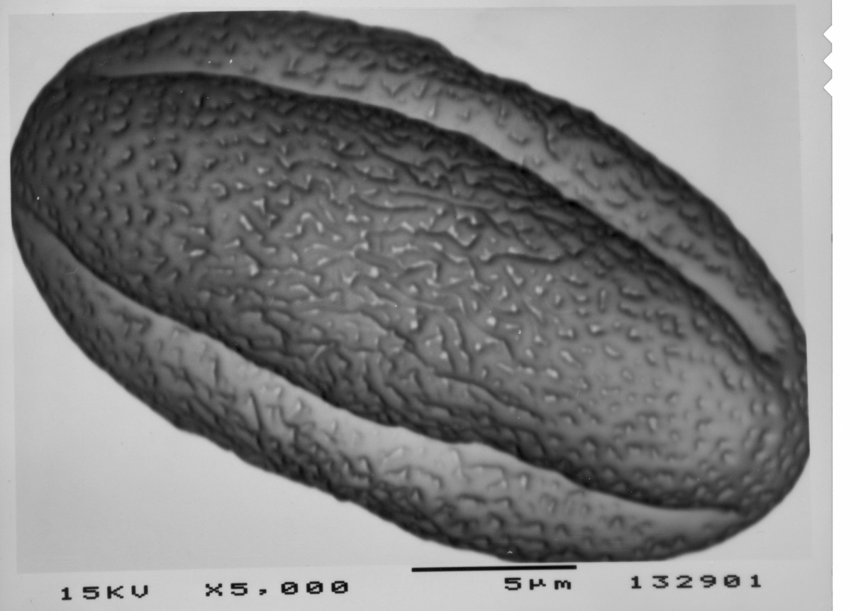 Image - Hydrocotyle bonariensis