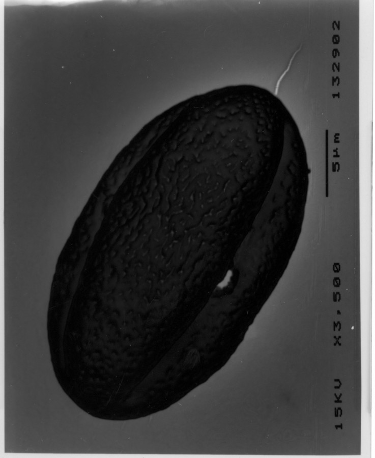 Image - Hydrocotyle bonariensis