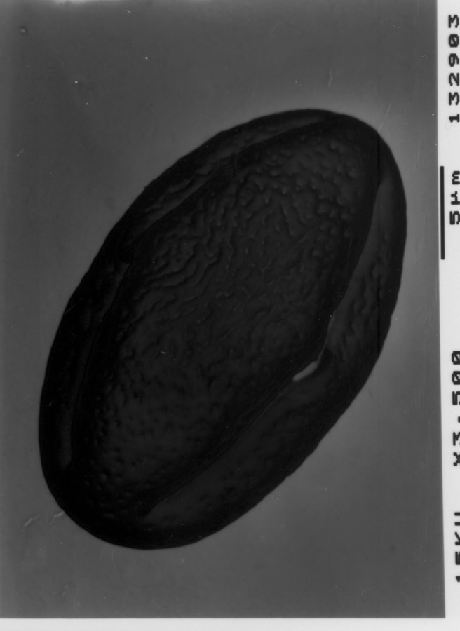 Image - Hydrocotyle bonariensis