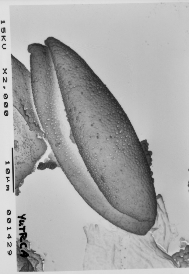 Image - Yucca treculeana var. canaliculata