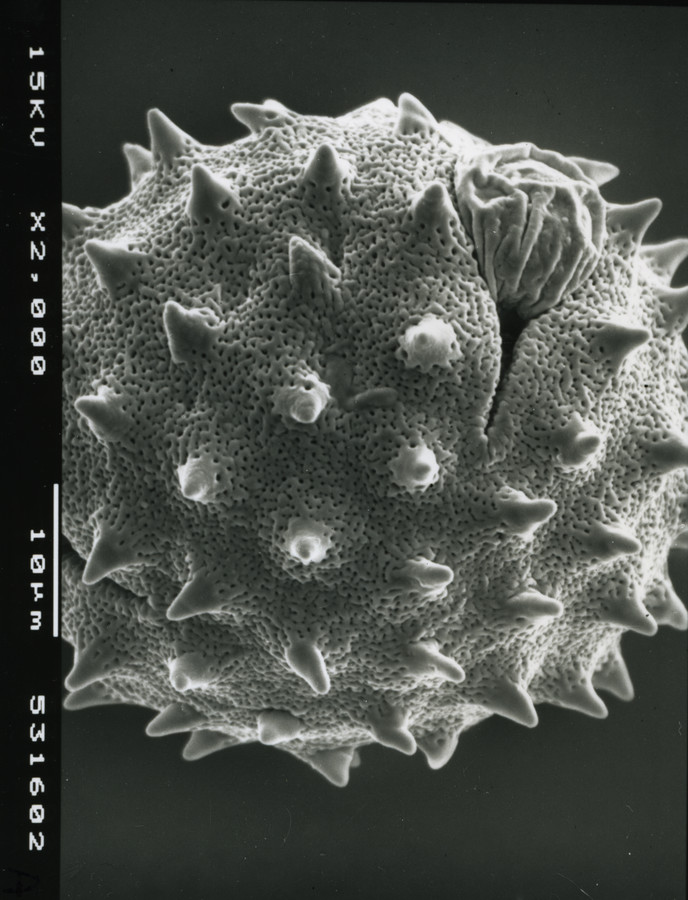 Image - Cirsium conspicuum