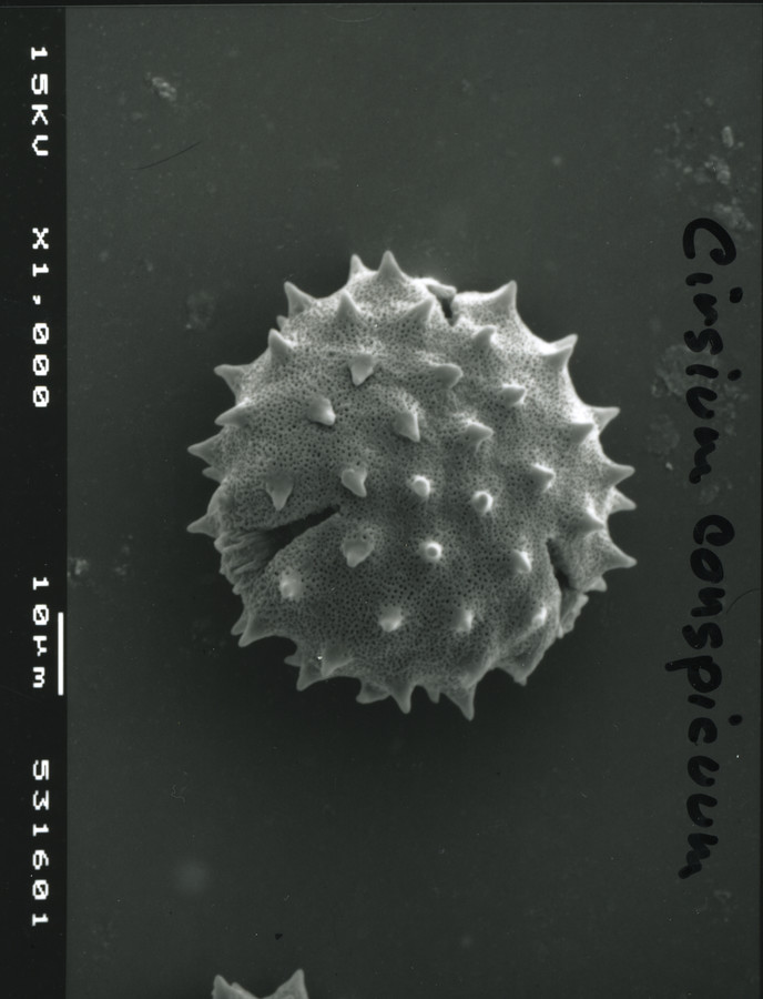 Image - Cirsium conspicuum