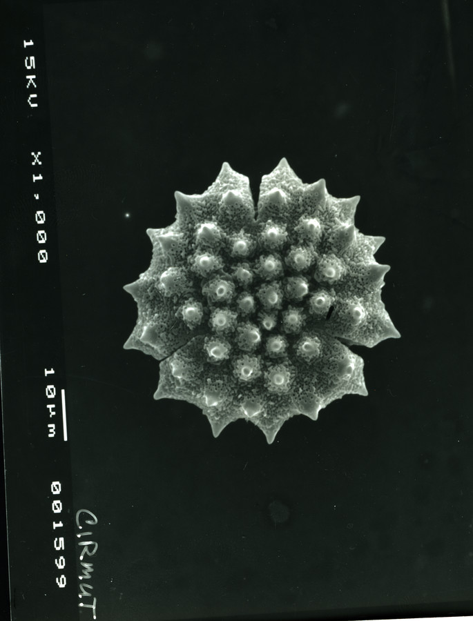 Image - Cirsium muticum