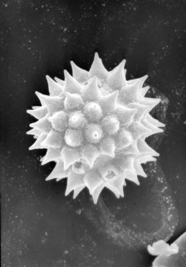 Image - Heterotheca gossypina