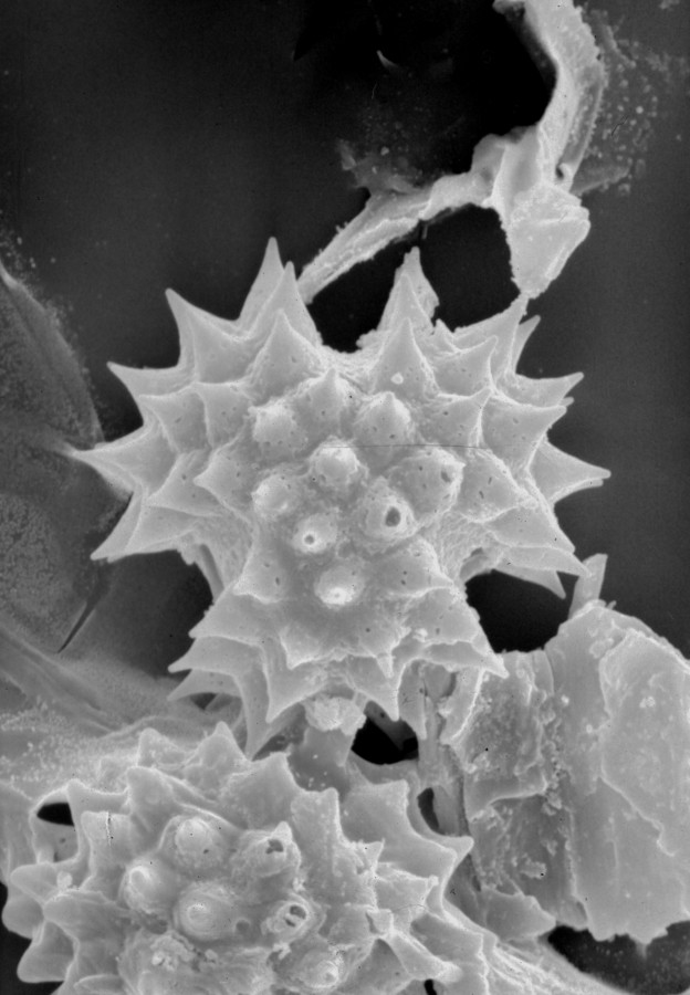 Image - Heterotheca gossypina