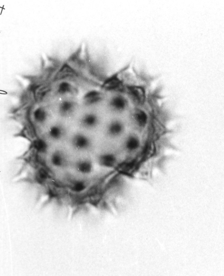 Image - Isocoma drummondii