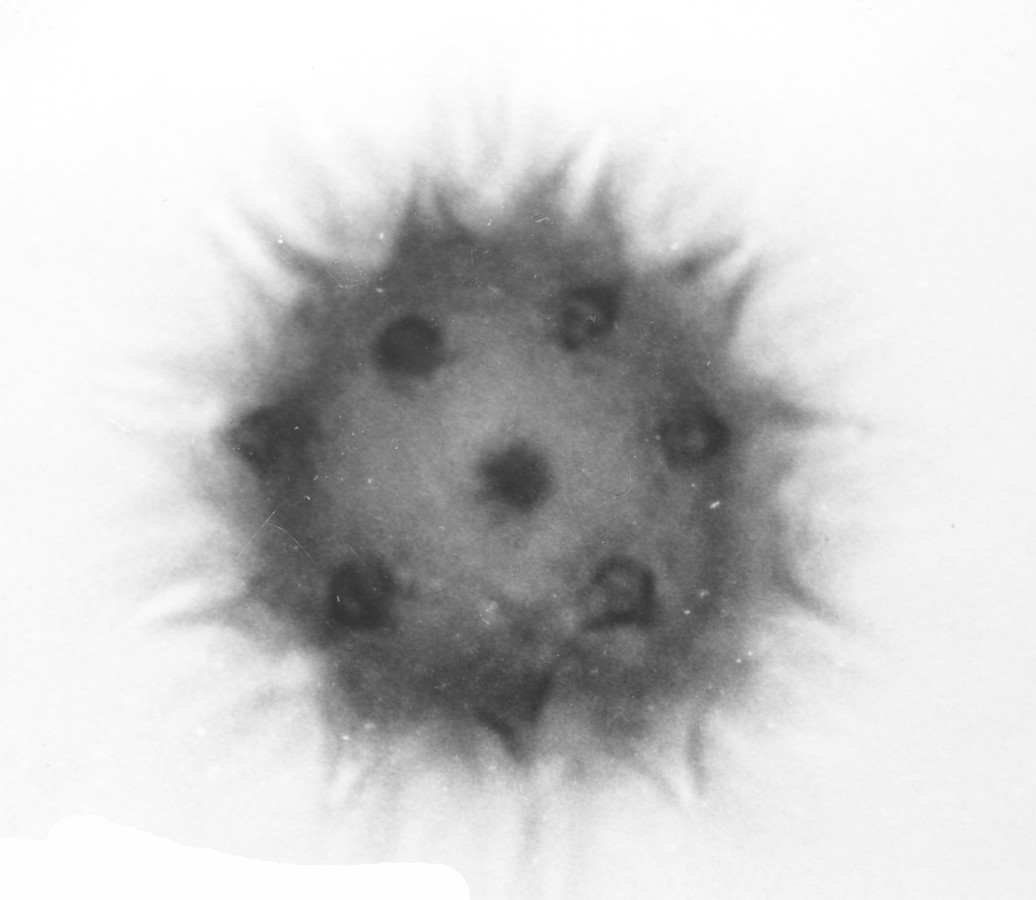 Image - Polymnia radiata