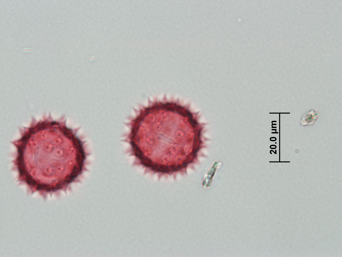 Image - Porophyllum scoparium