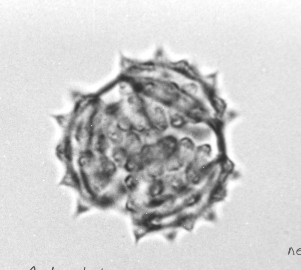 Image - Symphyotrichum lateriflorum