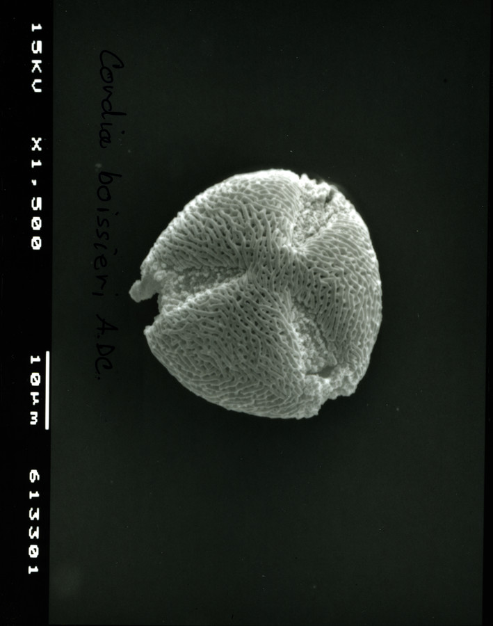 Image - Cordia boissieri