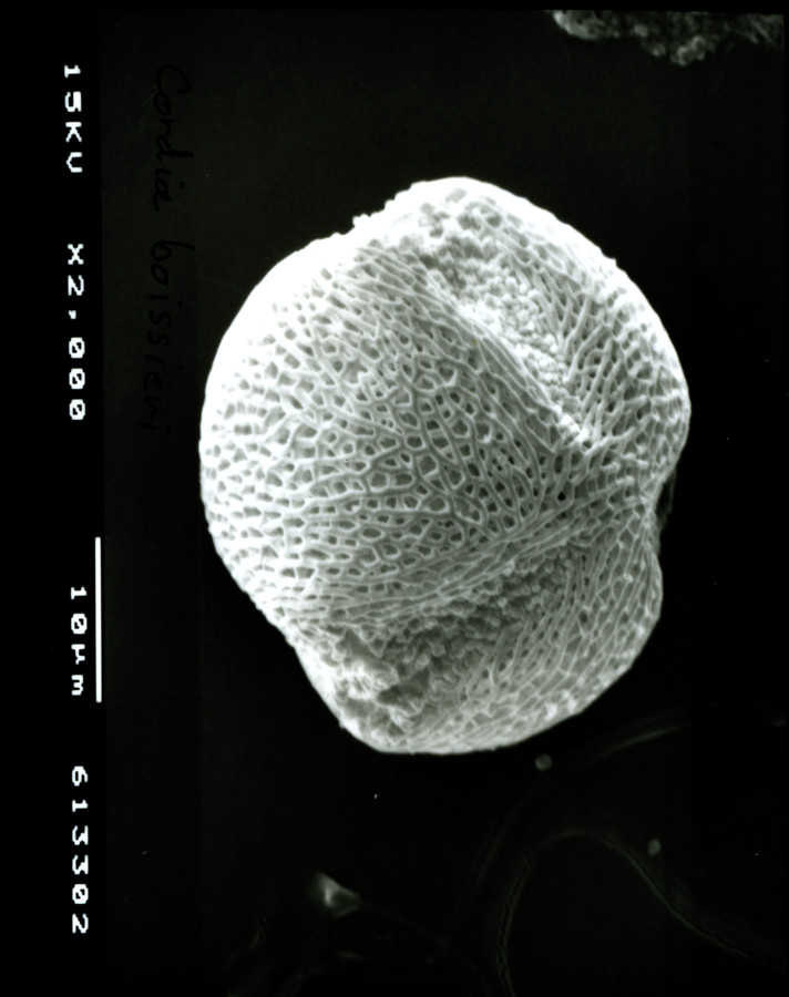 Image - Cordia boissieri