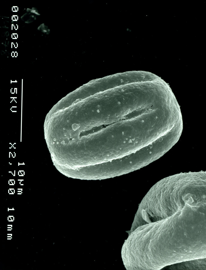 Image - Heliotropium molle