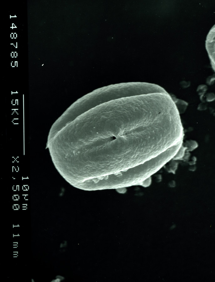 Image - Heliotropium molle