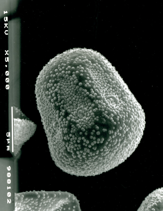 Image - Onosmodium bejariense