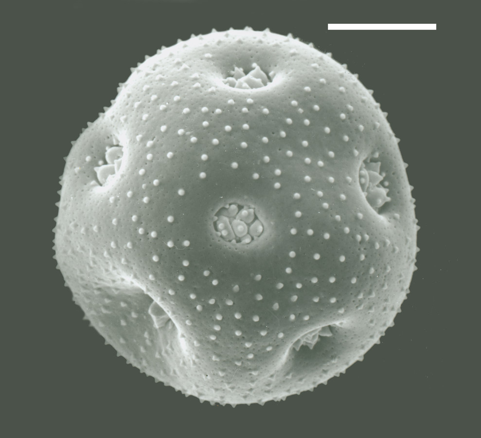 Image - Minuartia drummondii