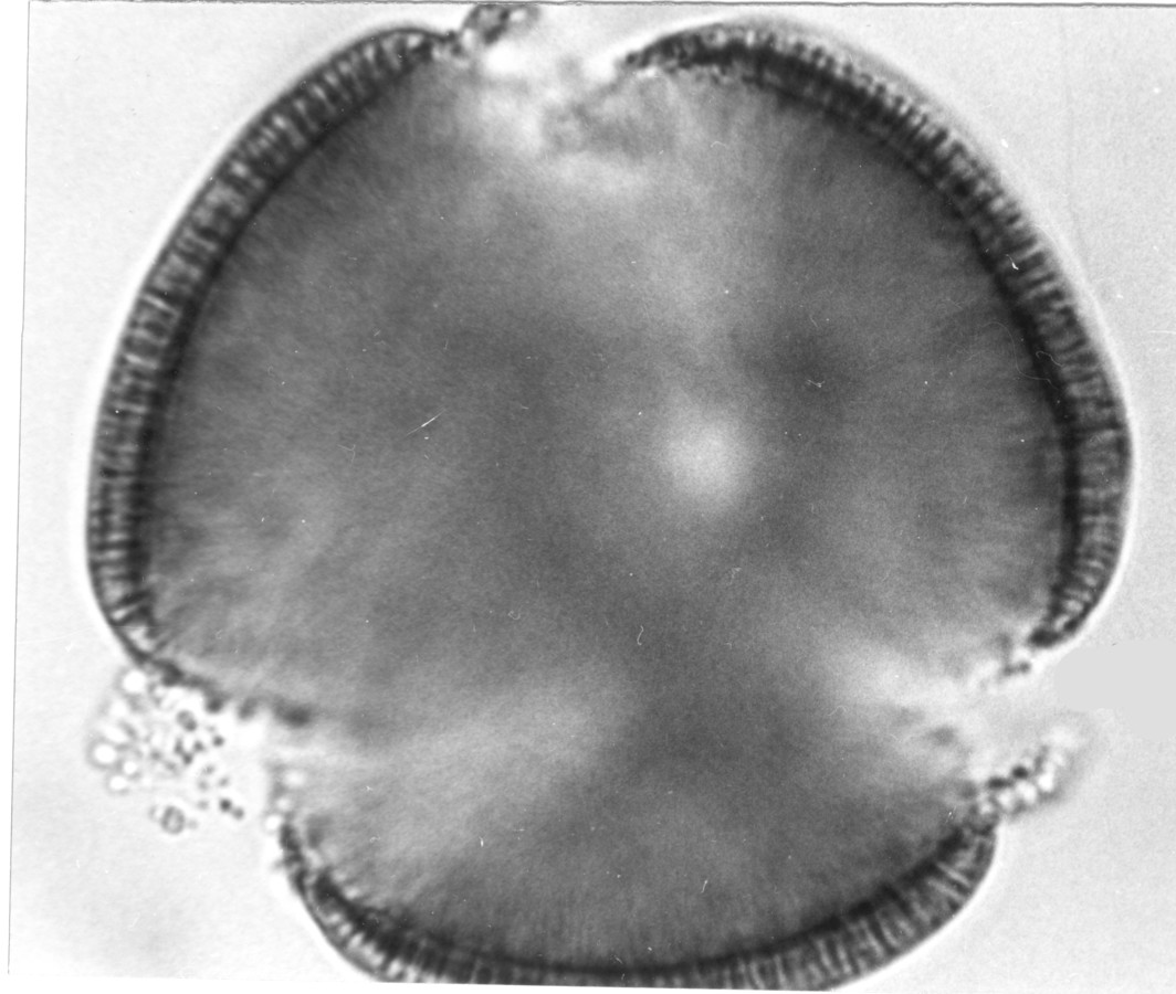 Image - Convolvulus equitans